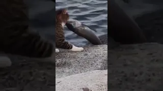 #cat #fish #animals #catlover #animallover #funny #funnymoments #funnyvideo #shorts #short