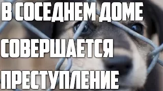 В СОСЕДНЕМ ДОМЕ СОВЕРШАЕТСЯ ПРЕСТУПЛЕНИЕ / ИЗДЕВАЮТСЯ НАД СОБАКОЙ / ЗВОНОК В 112 /