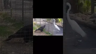 Eagle attacks bird at featherdale wildlife park #shorts #video #viral #animals #reels #shortsfeed