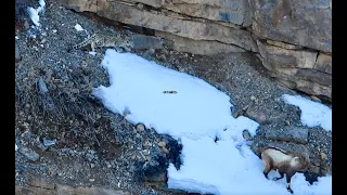 A Young Snow Leopard Stalks an Ibex