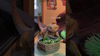 watch me feed my bearded dragon🦎🪱 #shorts #beardeddragon