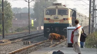 TRAIN Hits COW 😱😱!!!!!