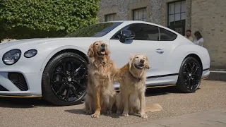 Bentley x Goodwoof