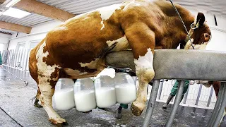 Amazing Modern Automatic Cow Farming Technology In Hindi/Urdu |  Cleaning and Milking Machines .