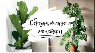 Черенкуем Фикус Лирата и Монстеру Адансона🌿