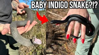 RARE Baby Indigo Snake, Big Diamondback, and Hognose! More South Georgia Snake Surveys!