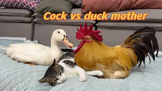 Cock Teases Mom Duck💢! The kitten sincerely invites them to sleep together! Cute and funny animals