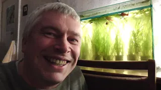 Орловские аквариумные рыбы гуппи и меченосцы