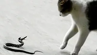 Cats and snakes. Attack. Katze vs Schlange. Кот и змея. Атака. Кот против змеи. Драка кота со змеей.