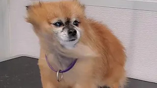 A very special Senior Pomeranian