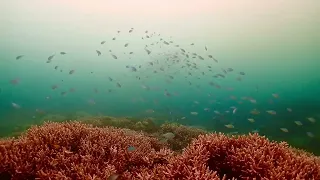 今日のデバスズメダイ★ TAKUDIVE石垣島