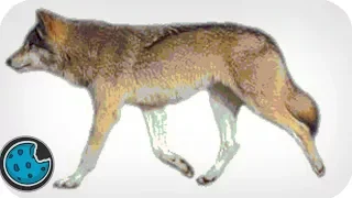 Incredibly Realistic Wolf Animation