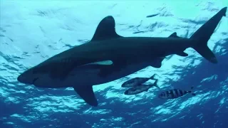 Hammerhead Sharks, Galapagos Sharks, Reef Sharks, Whale Sharks,  Bull Sharks, Nurse Sharks