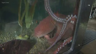 Octopus encounter at Oregon Coast Aquarium