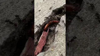 Backyard Brawl | Wire Worm vs. Ant Colony #shorts #shortsfeed