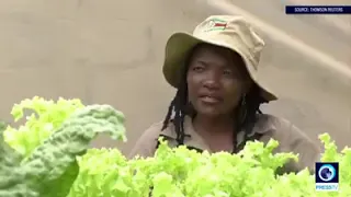 Hydroponics in Zimbabwe (soil less farming)