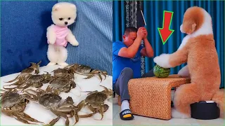 Tik Tok Chó Phốc Sóc Mini 😍 Funny and Cute Pomeranian #125