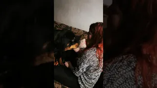 Rottweiler rottie - grumble purr **MUST WATCH. this is a rottie, this is why they are misunderstood