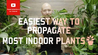 Easiest way to propagate most indoor plants🪴