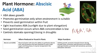 Plant Hormones: Abscisic Acid | Biology