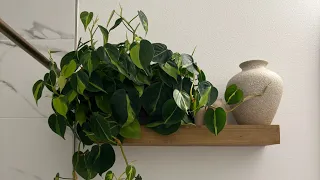 Houseplant Tour | Welcome to my channel 💚