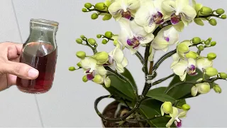 Pour 1 bottle! Strangely enough, orchids bloom all year round