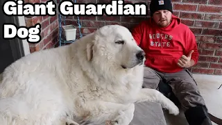 Giant Livestock Guardian Dog Saves Farm Animals From Predator | CAUGHT ON VIDEO!!