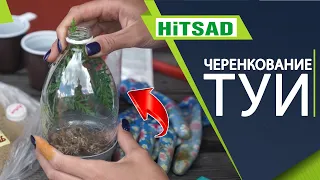 Как правильно укоренять Тую ✔️ Черенкование Туи