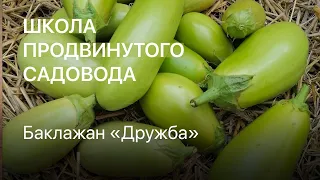 Баклажан Дружба. Школа продвинутого садовода