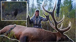 Northern Alberta Screaming Bull Elk - Her Second Big Bull in Two Years!