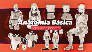 Anatomía Básica para principiantes - GUÍA COMPLETA! + Tips de la figura humana ✨