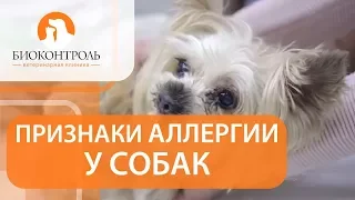 Аллергия у собак симптомы. 🐕 Как выявить симптомы аллергии у собак?