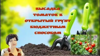 Высадка томатов в открытый грунт, бюджетный вариант #огородгорожанки #томаты