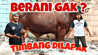 GILA INI LAPAK‼️BERANI BANGET TIMBANG DI LAPAK SAPI JUMBO 🔥| Sari Mulya Putra Nusantara