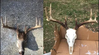 How to: Deer European mount / skull mount with boil then whitening with peroxide v 40