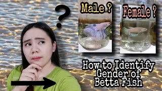 How to Identify the Gender of Betta Fish (Easy way) Tagalog