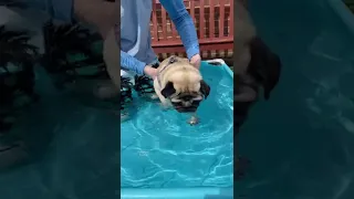 | CAN DOGS SWIM? 🤔 Pug Edition 🥰 | #shorts