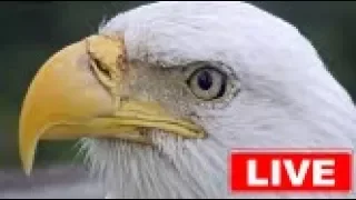 Southwest Florida Eagle Cam - 360