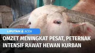 Peternak Intensif Rawat Hewan Jelang Idul Adha | Liputan 6 Aceh