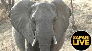 safariLIVE - Sunset Safari - September 05, 2019