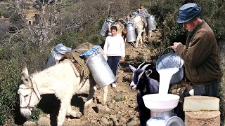 Daily life of 3 families of goatherds in the mountains: milking, grazing and caring for the goats