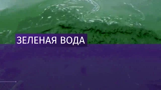 Крупнейшее водохранилище Нижнего Тагила окрасилось в зеленый цвет