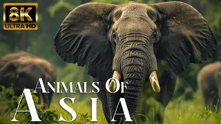 Animals Of Asia 4k - Wonderful Wildlife Movie With African Music