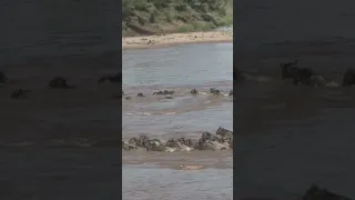 Wildebeest migration crossing crocodiles filled river. #short