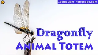 Dragonfly Animal Totem - Dragonfly Spirit Animal Meaning, Symbolism, Dream of the Dragonfly Totem