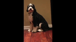 Bernedoodle growth and time-lapse video!