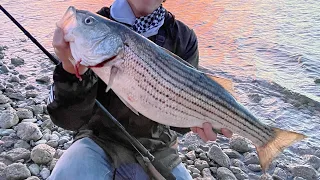 Fishing for BIG STRIPED BASS | LAKE MOHAVE, AZ