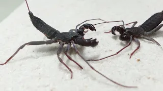 Whip Scorpion vs Whip Scorpion