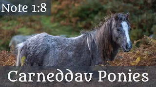 Carneddau Ponies - HN1-08 Sarah Woodbury's Historical Notes