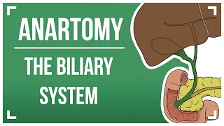 The Biliary System